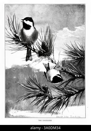 Portraits d'oiseaux Boston Ginn & Company 1901 oiseaux à coiffe noire Poecile atricapillus, deux chickadées perchent gracieusement sur une branche de pin, entourés d'aiguilles et de cônes de pin texturés. Les oiseaux, avec leurs marques noires et blanches distinctives et leurs corps moelleux, ajoutent de la vie à ce cadre naturel serein. En arrière-plan, un ciel doux et nuageux améliore l'atmosphère tranquille, offrant une toile de fond parfaite pour ces petites créatures animées alors qu'elles naviguent dans leur habitat boisé. La composition capture à la fois le charme des chickadees et la beauté de leur environnement, évoquant un sens de pe Banque D'Images