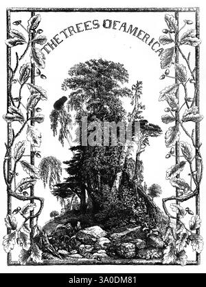 The Trees of America Boston W. White 1855-58 Trees United States, Une illustration magnifiquement complexe représente un arbre imposant entouré d'un éventail de feuillages et de plantes plus petites, mettant en valeur la riche biodiversité de la flore nord-américaine. La composition est encadrée par des bordures ornementales représentant des glands et des feuilles de chêne, rehaussant le thème naturel. Le titre « LES ARBRES DE L'AMÉRIQUE » est bien en vue au sommet, mettant l'accent sur les arbres majestueux qui symbolisent le paysage du pays. Différentes textures et détails mettent en évidence les caractéristiques de l'arbre, tandis que les éléments environnants e Banque D'Images