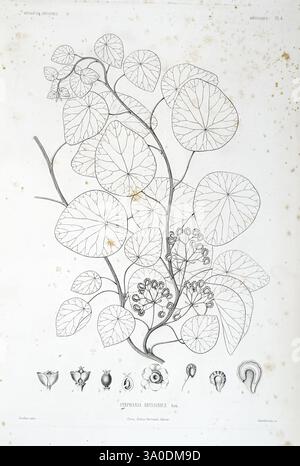 Tentamen, Florae, Abyssinicae, Parisiis, Arthus, Bertrand, 1847-1851, Une illustration botanique mettant en vedette l'espèce végétale 'Zornia assa' avec des dessins détaillés et complexes de ses feuilles et de ses fleurs. La tige principale est ornée d'une variété de feuilles rondes en forme de cœur, mettant en valeur leur veine et leur texture. Sous l'illustration principale, plusieurs représentations plus petites illustrent les différentes étapes des fleurs et des gousses de graines, mettant en évidence les structures reproductrices de la plante. Toute la composition souligne l'élégance et la complexité de ce spécimen botanique. Banque D'Images