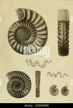 Monographie sur les Ammonites Lias des îles Britanniques Londres imprimée pour la Palaeontographic Society 1878-86 ammonoidea Grande-Bretagne paléontologie jurassique, l'illustration présente diverses formes d'ammonites fossilisées, mettant en évidence leurs structures de coquille complexes. Chaque figure est méticuleusement étiquetée, montrant différentes espèces et leurs spirales et crêtes uniques. Les gravures détaillées soulignent la texture des coquilles, mettant en évidence leur signification évolutive. Accompagnant les ammonites, des représentations supplémentaires de la flore marine illustrent le contexte écologique de t Banque D'Images