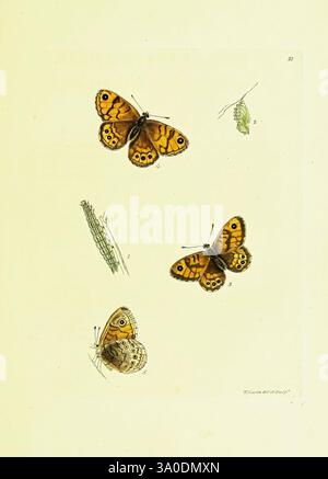 The Papilios of Great Britain, Londres, imprimé pour J. Johnson, 1795, Great Britain, Butterflies, l'illustration présente trois papillons magnifiquement détaillés, chacun présentant des motifs distinctifs et des couleurs vibrantes. Les deux papillons supérieurs présentent une teinte orange frappante avec des marques noires complexes, soulignant leurs ailes délicates. Le troisième papillon, situé en bas, présente une palette plus discrète avec des notes de brun et de crème, et affiche également les taches oculaires caractéristiques. Accompagnant les papillons sont des représentations subtiles de chenilles et de feuillage, ajoutant du contexte à leur L. Banque D'Images