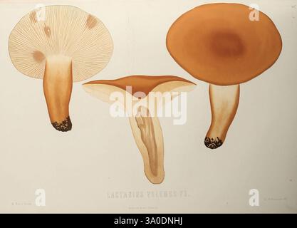 Sveriges, ätliga, OCH, giftiga, svampar, tecknade, efter, naturen, under, ledning, Stockholm, P. A, Norstedt, &, söner, kongl, boktryckare, 1861-[69], champignons, pathogène, champignons, Suède, champignons, l'illustration présente une variété de champignons, chacun représenté avec un détail méticuleux. Les champignons sont disposés de manière à mettre en valeur leurs formes et caractéristiques distinctes. Le champignon supérieur a un chapeau lisse et arrondi avec une légère dépression au centre, présentant un ton riche et terreux. Le spécimen du milieu présente une structure plus complexe avec une forme unique, tandis que le champignon inférieur affiche un Banque D'Images