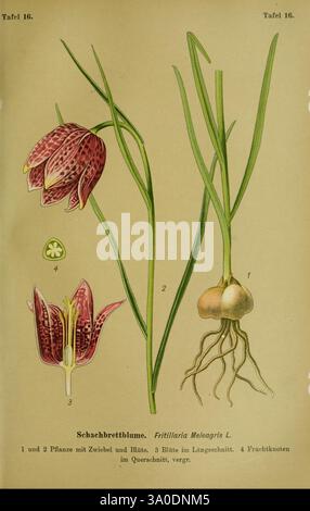 Die Giftpflanzen Deutschlands. Braunschweig, F. Vieweg, 1910, Allemagne, plantes toxiques, L'illustration montre la Fritillaria meleagris, communément connue sous le nom de fritillaire à tête de serpent. Dans la représentation, plusieurs détails étiquetés sont mis en évidence : 1. Une vue rapprochée du bulbe et de la tige, montrant la structure et les caractéristiques de la plante. 2. Une coupe transversale de la fleur, révélant l'anatomie interne, y compris le stigmate et les anthères. 3. La plante à fleurs avec ses délicats pétales à damiers qui présentent un motif unique rappelant un échiquier. 4. Une structure d'ampoule supplémentaire fournit Banque D'Images