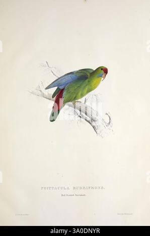 Illustrations of the Family of Psittacidae, or Parrots, London, publié par E. Lear, 1832, Parrots, Pictorial Works, Edward Lear, Edward Lear, ornithologie, oiseaux, Un oiseau illustré perché sur une branche, mettant en valeur son plumage saisissant. Le corps présente un mélange vibrant de vert et de rouge, avec des accents de bleu sur les ailes, soulignant la nature exotique de l'oiseau. Les détails délicats capturent la texture de ses plumes, tandis que la branche ajoute un élément naturel à la composition. Sous l'oiseau, le nom scientifique, 'Polytelis rufescens', identifie élégamment cette espèce, incarnant le beau Banque D'Images