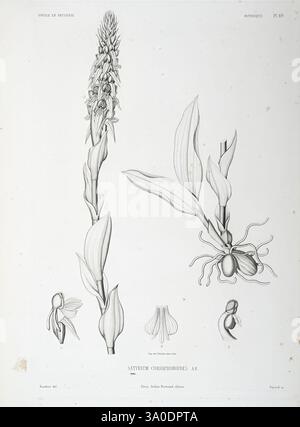 Tentamen, florae, Abyssinicae, Parisiis, Arthus, Bertrand, 1847-1851, une illustration montrant la structure détaillée du *Satyridium cornutum*. La tige verticale centrale présente des feuilles allongées et un amas de fleurs, mettant en évidence les formes complexes et les formes caractéristiques de cette espèce. À côté de la plante principale, de plus petits diagrammes offrent des vues rapprochées de l'anatomie de la fleur, montrant ses caractéristiques uniques et les parties reproductives. La composition met l'accent sur les détails botaniques, offrant un aperçu de la morphologie et de la classification de la plante. Banque D'Images