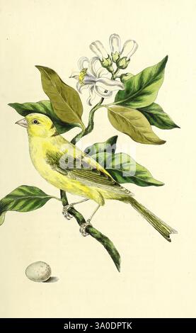 Songbirds of Great Britain, etc Londres, 1835-[1836]., Un oiseau jaune vibrant se perche gracieusement sur une branche verte, entouré de feuilles luxuriantes. À côté, une fleur blanche délicate fleurit, ajoutant une touche d'élégance à la scène. À la base de la branche se trouve un seul œuf pâle, faisant allusion à l'aspect nourrissant de la nature. La composition capture l'harmonie et la beauté de la faune, mettant en valeur les détails complexes des plumes de l'oiseau et les textures des feuilles et des fleurs. Banque D'Images