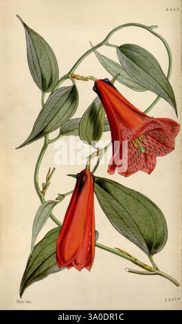 Curtis's Botanical Magazine Londres, New York Botany, périodiques, œuvres picturales Lapageria rosea taxonomie : Family = Philesiaceae chilienne Bellflower Curtis, l'illustration présente deux élégantes fleurs rouges avec des pétales en forme de trompette, présentant des taches sombres complexes. Ces fleurs pendent gracieusement de tiges vertes minces, entourées de feuilles vertes luxuriantes et vibrantes. Le feuillage est représenté avec une touche naturaliste, soulignant la nature grimpante de la plante. La composition globale met en évidence la beauté délicate des fleurs, invitant les spectateurs à apprécier leur forme unique et complexe Banque D'Images