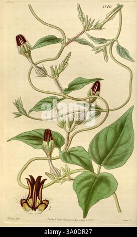 Curtis's Botanical Magazine, Londres, New York, botanique, périodiques, oeuvres picturales, Curtis Banque D'Images