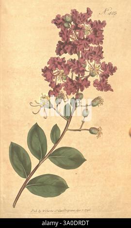 The Botanical Magazine, Flower-Garden affiché, périodiques, œuvres picturales, Curtis, une illustration botanique magnifiquement rendue représentant une plante à fleurs avec des fleurs violettes saisissantes, grandes et volantes. La structure architecturale de la plante présente une tige élancée ornée de larges feuilles vertes qui arquent gracieusement le long de sa longueur. Des détails délicats soulignent les textures complexes des pétales et la disposition des grappes de fleurs au sommet. De petites fleurs en bourgeonnement et des vrilles ornementales de curling sont incluses dans la composition, procurant un sentiment de croissance et de vie. Une lettre manuscrite la Banque D'Images