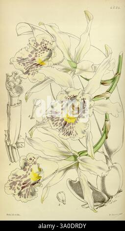 Curtis's Botanical Magazine Londres New York illustration botanique botanique périodiques œuvres picturales plantes ornementales Curtis, Une illustration botanique magnifiquement détaillée mettant en valeur une espèce d'orchidée vibrante. La composition présente de multiples fleurs, chacune présentant des motifs complexes de violet et de jaune dans leurs pétales blancs. De délicates feuilles vertes s'étendent à partir des tiges, ajoutant à la sensation organique de l'arrangement. En plus des fleurs entièrement ouvertes, il y a aussi des fleurs en bourgeonnement et une vue latérale d'une tige, offrant un aperçu complet de la structure de la plante. L'arrière-plan Banque D'Images