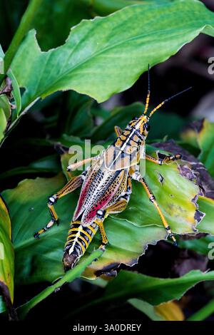 Grasshopper de l'est (Romalea microptera) stade adulte. Insecte indigène des états du sud et dans leSouthwest. Très grand et coloré. Médiocre Banque D'Images