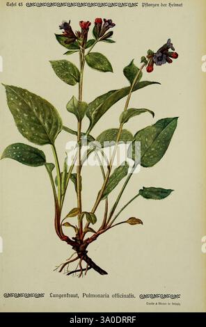 Pflanzen der Heimat Leipzig, quelle und Meyer, 1913, Allemagne, œuvres picturales, plantes, jardin botanique de New York, Pulmonaria officinalis, l'illustration présente une plante connue sous le nom de Lungwort, scientifiquement nommée Pulmonaria officinalis. Cette représentation botanique met en valeur ses feuilles distinctives, larges, ovales et marquées de taches lumineuses, caractéristiques de l’espèce. La plante est représentée avec des grappes de petites fleurs tubulaires qui progressent en couleur du rose au bleu, soulignant son attrait pour les pollinisateurs. Sous le feuillage, les racines sont visibles, ancrant le plan Banque D'Images