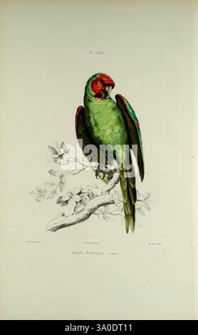 Iconographie des perroquets, Paris, P. Bertrand, 1857, oiseau, Birds, Parrot, Parrots, produit Patrick's Day, Pictorial Works, œuvres populaires, perruche masquée rouge, Psittacara erythrogenys, Un perroquet vert éclatant perché élégamment sur une branche, mettant en valeur son plumage saisissant. L'oiseau présente une couronne rouge vif et des plaques d'épaule, contrastant magnifiquement avec son corps vert vif. Ses longues plumes de queue pointues descendent en cascade, tandis que la texture délicate des feuilles en arrière-plan soutient son habitat naturel. L'illustration capture le regard vif et la position animée du perroquet, incarnant l'esse Banque D'Images