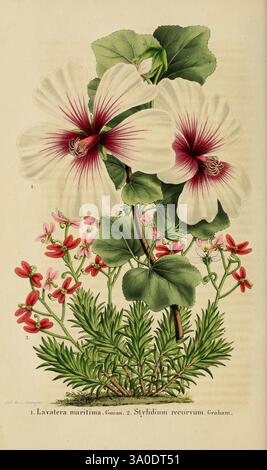 Belgique, horticole, Liége, botanique, horticulture, périodiques, plantes, l'illustration présente deux spécimens botaniques distincts. Le premier est Lavatera maritima, caractérisé par ses pétales blancs frappés de rayures rouges profondes, créant un contraste captivant. Son feuillage est luxuriant et vert, soutenant les fleurs élégantes. Le deuxième spécimen est Styldium recurrium, représenté avec des tiges minces et délicates et de petites fleurs vibrantes. La composition met en valeur avec élégance les détails complexes de chaque plante, soulignant leur beauté naturelle et leur diversité, entourées de feuilles finement rendues Banque D'Images