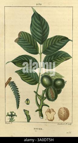 Flore médicale Paris imprimerie de C.L.F. Panckoucke 1828-1832 1833 botanique, gravure médicale sur cuivre France support graphique Herbals colorés à la main materia medica, végétal pictural Works plantes, l'illustration représente une branche du noyer (Juglans regia), mettant en vedette un amas de noix vertes, non mûres nichées dans une série de feuilles allongées et dentelées. Autour de la branche principale se trouvent divers éléments botaniques : une petite feuille de fougère enroulée, une vue d'étude des coquilles de noix à différents stades, et des parties de plantes supplémentaires qui mettent en évidence les subtilités de la structure de la noix. Le d Banque D'Images