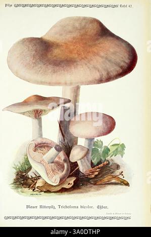 Pilze der Heimat Leipzig, quelle und Meyer, 1913, Agaricacées, champignons, Allemagne, Mycologie, champignons, champignons, Emil Doerstling, Tricholoma bicolor, l'illustration montre un groupe de champignons, montrant en évidence diverses espèces de Tricholoma bicolor, communément connu sous le nom de champignon chevalier bleu. Les deux plus grands champignons présentent leurs chapeaux distincts, qui présentent des nuances et des textures subtiles, tandis qu'un plus petit fait allusion à sa structure unique. Autour des champignons se trouve un cadre naturel avec des feuilles et des débris organiques, améliorant la représentation détaillée de ce champignon fascinant. Le délicat Banque D'Images