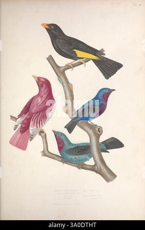 Ornithologie brésilienne, ou, histoire des oiseaux du Brésil Rio de Janeiro, Éditeur, Thomas Reeves, [1854-1856] Birds, Brazil, œuvres picturales Ampelis chrysoptera Ampelis pompadora Xipholena punicea Pompadour Cotinga Ampelis Cotinga Cotinga Cotinga Cotinga à poitrine violette Ampelis Cayana Cotinga Cayana Spangled Cotinga Tijuca Atra Cotinga Noir et or, Une illustration vibrante mettant en vedette quatre espèces d'oiseaux distinctes perchées sur une branche. En haut à gauche, un oiseau noir frappant avec une queue jaune se détache, tandis qu'à sa droite, un oiseau magenta richement coloré affiche un plumage élégant. Ci-dessous, un lumineux Banque D'Images