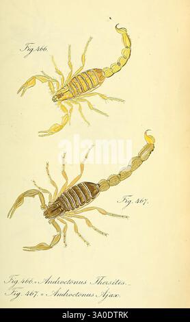 Die Arachniden, Nürnberg, in der C. H. Zeh'schen Buchhandlung, 1831-1848, arachnida, cette illustration présente deux espèces de scorpions, étiquetés comme figures 466 et 467. Le spécimen supérieur est représenté avec ses pinces et son corps segmenté mis en évidence, mettant en valeur sa queue allongée et son aiguillon. Le spécimen inférieur présente une posture similaire, soulignant ses caractéristiques distinctives, y compris les détails complexes de ses membres et de son exosquelette. Les deux scorpions sont rendus avec une attention particulière aux détails, mettant en évidence leur anatomie naturelle et leur structure. Les étiquettes d'accompagnement fournissent l'identification f Banque D'Images