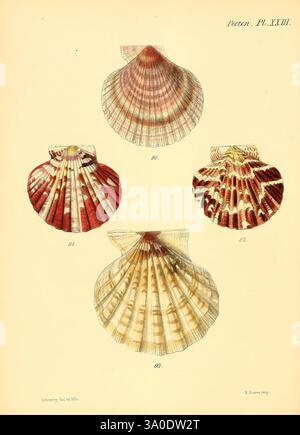 Conchologia Iconica, ou illustrations des coquilles des animaux mollusques Londres, Reeve, Brothers, 1843-1878, mollusques, œuvres picturales, coquillages, cette illustration présente quatre variétés distinctes de coquillages, chacune présentant des motifs et des couleurs uniques. La coquille supérieure gauche présente un motif rayé rouge et crème vif, tandis que la coquille supérieure droite présente un motif complexe de bruns riches et de blanc. La coquille inférieure gauche présente un mélange beige et rougeâtre plus subtil, caractérisé par sa texture striée. La coque inférieure droite se distingue par un arrangement délicat de lignes droites et de h doux Banque D'Images