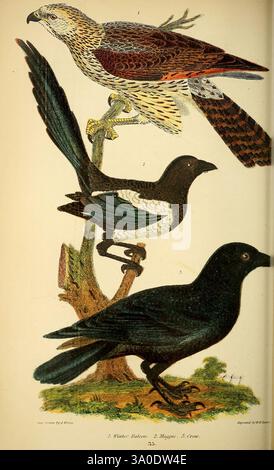 Ornithologie américaine, ou histoire naturelle des oiseaux des États-Unis, Petter & Galpin [187-], oiseaux, États-Unis, Corvus brachyrhynchos, Pica hudsonia, Magpie à bec noir, American Crow, la composition présente trois espèces d'oiseaux distinctes perchées sur une branche. L'oiseau supérieur, présentant un mélange de plumes brunes et blanches, représente probablement un type de faucon ou d'aigle, connu pour sa vue pointue et ses compétences de prédateur. En dessous, un oiseau caractérisé par un contraste saisissant de plumage noir et blanc brillant se tient en évidence, représentant peut-être une pie connue pour son intelligence et son comp Banque D'Images