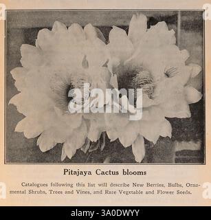The Burbank Seed Book, Santa Rosa, Californie, Luther Burbank Co, Californie fleurs, graines, Cactaceae, Santa Rosa, catalogues, stock de pépinière, horticulture de pépinière, plantes de bulbes, industrie et commerce de semences, Burbank Luther Company, fleurs de cactus pitajaya, histoires de jardin, en fleurs, L'image montre une illustration de fleurs de cactus Pitajaya, mettant en vedette une paire de grandes fleurs frappantes avec des pétales délicats qui s'ouvrent grand au centre. Les fleurs se caractérisent par leurs détails complexes et leurs textures douces, soulignant leur beauté naturelle. Sous l'illustration, une légende indique que catalogues wi Banque D'Images