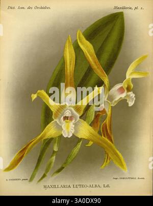 Dictionnaire iconographique des orchidees, 1896-1907, Orchidaceae, botanique, œuvres picturales, une représentation magnifiquement illustrée de l'orchidée Maxillaria luteo-alba. L'œuvre met en valeur les caractéristiques distinctives de cette espèce, mettant en évidence ses fleurs jaunes et blanches vibrantes qui présentent des détails et des textures complexes. Les feuilles allongées de l'orchidée encadrent les fleurs élégamment, améliorant la composition globale. Cette représentation souligne la beauté naturelle et la complexité de l'orchidée, capturant ses pétales délicats et les variations subtiles de couleur et de forme. Idéal pour studie botanique Banque D'Images