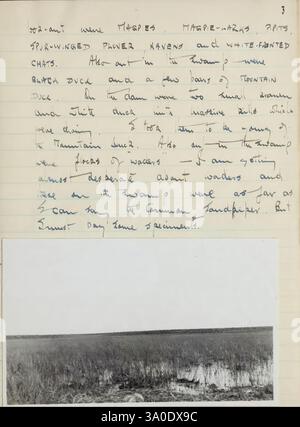Ornithological Field Diaries of A. Graham Brown 1947-1957, le contenu comprend des notes manuscrites traitant de diverses espèces d'oiseaux, y compris des références aux «paradis de fleurs ailées de printemps» et aux «chats peints en blanc». Il décrit des observations de canards spécifiques, tels que 'Bita Duck' et 'Mountain Duck', avec des notes sur leur comportement. Le texte mentionne également les habitats de ces espèces, en particulier en ce qui concerne les zones humides et le milieu environnant. De plus, il y a une image d'accompagnement représentant un vaste paysage ouvert, représentant probablement l'habitat naturel décrit dans le n Banque D'Images