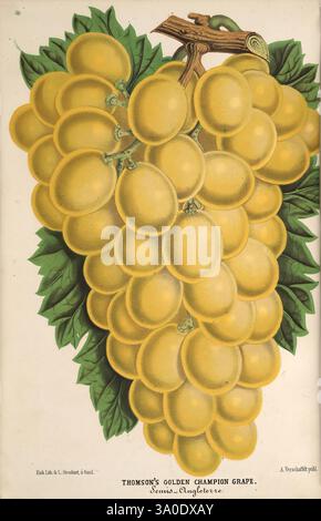 L'illustration horticole, Gand, Belgique, imprimerie et lithographie de F. et E. Gyselnyck, 1854-1896, floriculture, jardinage, serres, horticulture, périodiques, Une illustration vibrante présente un amas de raisins dorés connu sous le nom de Thomson's Golden Champion. Les raisins sont représentés avec une teinte jaune riche, mettant en valeur leur forme redosée, ronde et extérieure brillante. Niché sur un fond de feuilles vertes luxuriantes qui mettent en valeur leur fraîcheur, l'œuvre d'art détaillée capture la beauté naturelle et l'attrait de cette variété. Le design souligne les qualités décoratives des raisins, ce qui les rend non seulement Banque D'Images