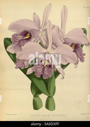 Orchid album, Londres, B. S. Williams, 1882-97, Orchidaceae, périodiques, œuvres picturales, Une superbe illustration botanique de Cattleya maxima Backhousei, mettant en valeur un arrangement de grandes fleurs violettes pâles et détaillées. Chaque fleur présente des bords délicats frangés avec des marques violettes profondes au centre, contribuant à leur aspect frappant. Les feuilles vertes luxuriantes bercent élégamment les fleurs, mettant en valeur leurs couleurs éclatantes. Cette illustration met en évidence la beauté complexe et les subtilités du genre Cattleya, connu pour son aspect exotique et son charme captivant dans le WO Banque D'Images
