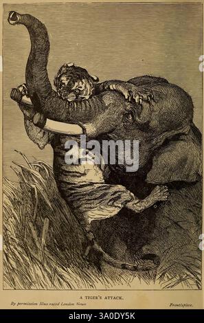 Le roi de l'ivoire, New York, fils de C. Scribner, 1886, éléphants, taxonomie : famille = Elephantidae, éléphant, la scène capture une confrontation dramatique dans la nature, mettant en scène une lutte acharnée entre un tigre et un éléphant. Le tigre, avec ses griffes tendues, s'est accroché à la trompe de l'éléphant, tandis que l'éléphant tente de secouer le gros chat avec un puissant affichage de force. La végétation environnante suggère un environnement luxuriant et sauvage, accentuant l'intensité de cette rencontre primitive. En dessous de l'image, une légende se lit comme suit : « une attaque de Tigre », avec une note indiquant qu'il s'agit d'un Banque D'Images