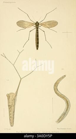 Un manuel élémentaire d'entomologie néo-zélandaise, 1892, insectes, Nouvelle-Zélande, Arachnocampa luminosa, George Vernon Hudson, 8, NZ Species, Arthropoda, arthropode, Bolitophila luminosa, ver luisant, l’illustration présente plusieurs étapes de la Bolitophila luminosa, une espèce connue pour ses propriétés bioluminescentes. Au sommet, un spécimen adulte est représenté, montrant son corps allongé et ses ailes délicates, typiques de la famille des mouches. Ci-dessous, l'œuvre d'art comprend des représentations détaillées des stades larvaire et pupien, fournissant un aperçu de son cycle de vie. La larve est représentée avec un elong distinctif Banque D'Images