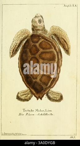gemeinnützige, Naturgeschichte, des, Thierreichs, bd, 4, assiettes, Berlin, BEI, Gottlieb, août, Lange, 1780-1789, zoologie, vert, mer, tortue, mer, tortue, Chelonia, mydas, tortue, Georg, Heinrich, Borowski, Daniel, Friedrich, Sotzmann, Une illustration détaillée d'une tortue présentant sa coquille et ses membres distinctifs. La tortue est représentée à partir d'une vue dorsale, soulignant les motifs et les textures uniques de sa coquille. Autour de la tortue se trouve la nomenclature scientifique qui peut inclure son nom latin, « Testudo Midas », ainsi qu'une description en allemand, l'identifiant comme « Die Riesen-Schildkröte » ou « Die Riesen- » Banque D'Images