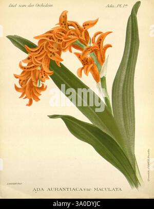 Dictionnaire iconographique des orchidees, 1896-1907, botanique, orchidaceae, œuvres picturales, L'illustration montre un arrangement vibrant de fleurs d'oranger de l'Ada aurantiaca var. espèce de maculata, qui se distingue par ses formations saisissantes de pétales et ses textures complexes. Les fleurs sont placées contre des feuilles vertes allongées et luxuriantes, contribuant à une composition visuellement attrayante. L'arrière-plan est minime, soulignant la beauté et le détail des fleurs. En dessous de l'illustration, le nom botanique est présenté dans une typographie élégante, soulignant la classification scientifique de la plante. Banque D'Images
