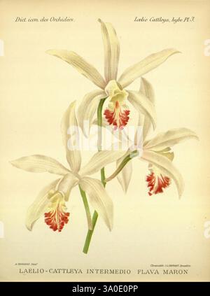 Dictionnaire iconographique des orchidees, 1896-1907, botanique, Orchidaceae, œuvres picturales, Laelia Cattleya, Une illustration botanique mettant en vedette Laelio-Cattleya intermedio flava maron, présentant des fleurs blanches élégantes avec des pétales délicats et des marques rouges frappantes près du centre. La composition met en évidence les détails complexes des fleurs et des feuilles, soulignant leur forme gracieuse. L'œuvre comprend le nom scientifique sous les fleurs, reflétant une approche classique des études botaniques, mettant en valeur la beauté et la complexité de cette variété d'orchidées. Banque D'Images