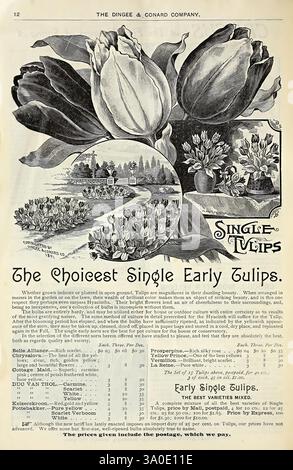 Automne 1900, West Grove, Pa, The Dingee & Conard Co, 1900, fleurs, roses, tulipes, semences, catalogues, matériel de pépinière, pépinières, horticulture, ampoules, plantes, catalogues commerciaux, Dingee Conard Co, histoires de jardin, dans Bloom, la scène présente une publicité exquise faisant la promotion des 'Single Tulips' offertes par la Dingee & Conard Company. L'œuvre met en valeur la beauté des tulipes, présentant à la fois une grande illustration des fleurs en pleine floraison et des représentations plus petites de diverses variétés de tulipes. Accompagnant les visuels vibrants, la publicité comprend une description détaillée de la tulipe Banque D'Images