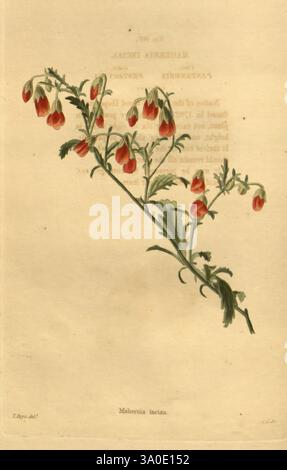 The Botanical Cabinet London, John & Arthur Arch, 1817-1833, Une illustration botanique délicate mettant en valeur une branche de Malvonia hirsuta, ornée de petites fleurs rouges qui tombent gracieusement de tiges vertes minces. Chaque fleur présente des détails complexes, soulignant la texture des pétales, tandis que les feuilles présentent des bords finement dentelés. Le texte de fond ajoute une touche académique, faisant allusion à la classification de la plante et à sa place dans les études botaniques. Cette œuvre d'art capture magnifiquement l'élégance et la complexité de cette espèce fleurie. Banque D'Images