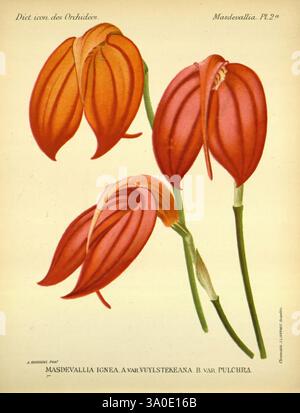 Dictionnaire iconographique des orchidees, 1896-1907, botanique, Orchidaceae, œuvres picturales, Masdevallia, Une représentation magnifiquement illustrée de l'ignea Masdevallia, mettant en valeur ses fleurs allongées saisissantes aux teintes rougeâtres vibrantes. L'œuvre met en évidence la forme distinctive et les détails complexes des pétales, qui se courbent et se chevauchent élégamment. Les deux fleurs sont présentées sur un fond doux, permettant au spectateur d'apprécier les textures délicates et la beauté naturelle de cette variété d'orchidées unique. Sous les fleurs, le nom scientifique est élégamment inscrit, capturant les deux AE Banque D'Images