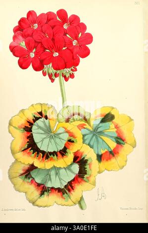 The Floral Magazine v. 6 London L. Reeve & Co. fleurs plantes périodiques ornementaux géranium pelargonium le jardin botanique de New York jardin fleuri jardinage pelargonium œuvres picturales, Un groupe vibrant de fleurs rouges de géranium met en valeur leurs pétales arrondis, créant un contraste frappant avec le feuillage luxuriant en dessous. Les feuilles sont rendues artistiquement dans une combinaison de vert, jaune et des notes de rouge, présentant un motif varié qui ajoute de la profondeur et de l'intérêt à la composition. Cette illustration botanique met en évidence la beauté et la complexité de ces plantes, mettant l'accent à la fois sur Banque D'Images