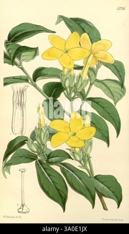 Curtis's Botanical Magazine, Londres, New York, illustration botanique, botanique, périodiques, œuvres picturales, plantes ornementales, Curtis, cette illustration présente une branche délicate de plantes à fleurs ornées de fleurs jaunes vibrantes. Chaque fleur présente cinq pétales, qui se déploient élégamment vers l’extérieur pour révéler une structure centrale. Nichés parmi les fleurs se trouvent plusieurs bourgeons non ouverts, signalant une nouvelle croissance. Les feuilles, caractérisées par leur riche couleur verte et leurs veines proéminentes, offrent un fond luxuriant, améliorant la présentation globale de la plante. Accompagnant les fleurs est un drawin détaillé Banque D'Images