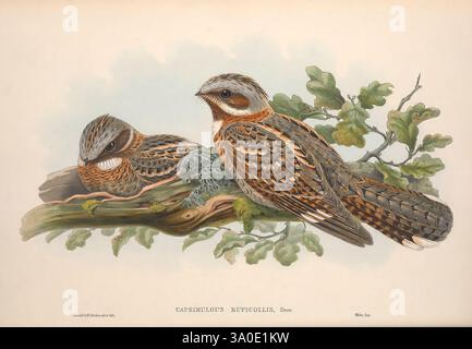 Les, oiseaux, de, Grande-Bretagne, Londres, 1873, oiseaux, Grande-Bretagne, pictural, œuvres, oiseau, Une paire d'oiseaux minutieusement détaillés perchés sur une branche d'apparence naturelle, entouré de délicates feuilles vertes et de mousse. Leur plumage présente une combinaison étonnante de tons terreux, avec des motifs complexes qui mettent en valeur leurs marques distinctives. Les oiseaux sont positionnés près les uns des autres, suggérant un sentiment de compagnie ou d'intimité. L'arrière-plan reste légèrement dégradé, permettant aux couleurs vives et aux détails fins des oiseaux de se démarquer magnifiquement. Cette représentation met en valeur la beauté o Banque D'Images
