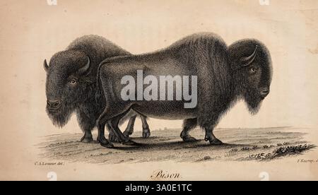 Américain, naturel, histoire, Philadelphie, H.C. Carey, I. Lea, 1826-28, mammifères, Amérique du Nord, Woods Hole, bison, bison, bison bison, buffle, bovidés, mammifère, Amérique du Nord, animal, Amérique du Nord, illustration détaillée de deux bisons, représentés côte à côte. Les animaux présentent des textures de fourrure épaisses et déchiquetées et des constructions robustes, chacune présentant de grandes têtes caractéristiques avec des cornes proéminentes. L'arrière-plan est minime, soulignant leur stature et leur forme. L'œuvre met en évidence les caractéristiques distinctives de ces créatures majestueuses, mettant en valeur leur force et leur habitat naturel, avec intri Banque D'Images