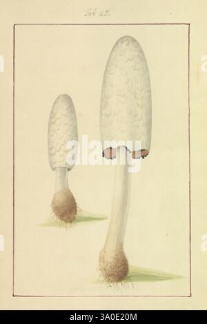 Icônes, fungorum, circa, Halifax, sponte, Nascentium, premiers travaux, écologie, Angleterre, guides de terrain, champignons, identification, nomenclature, œuvres picturales, terminologie, présentant deux champignons élégants, l'illustration met en valeur leurs formes et textures distinctives. Le champignon plus grand, avec son chapeau lisse et pâle, s'élève gracieusement sur une tige blanche mince, tandis que la contrepartie plus petite présente une forme allongée similaire. Les deux champignons sont ornés d'une texture subtile rappelant les écailles ou les minuscules bosses sur leurs chapeaux, et leurs bases reposent doucement sur un sol mou et herbacé. L’artiste est prudent Banque D'Images