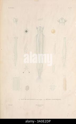 Zoologie, Paris, A. Bertrand, 1841-52., cette illustration présente une étude détaillée des céphalopodes marins, mettant en évidence de multiples espèces et structures anatomiques. La figure centrale est un calmar allongé, accompagné de divers diagrammes étiquetés mettant en évidence des caractéristiques anatomiques spécifiques telles que des tentacules, des nageoires et des becs. Autour du spécimen principal se trouvent des rendus plus petits, chacun méticuleusement détaillé pour afficher des caractéristiques distinctives, y compris différentes vues du corps du calmar et des caractéristiques uniques de sa morphologie. De plus, des annotations accompagnent chaque illustration, fournissant scientif Banque D'Images