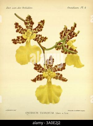 Dictionnaire iconographique des orchidees, 1896-1907, orchidaceae, botanique, œuvres picturales, L'illustration montre l'orchidée Oncidium tigrinum, caractérisée par ses fleurs à motifs jaunes et bruns frappantes. Les fleurs délicates affichent une forme unique, avec de larges pétales volants qui ont des marques complexes ressemblant à des taches ou des rayures. Chaque fleur présente une colonne centrale qui ajoute à sa beauté architecturale, et la composition globale met en évidence l'agencement élégant des fleurs. Cette espèce est célébrée pour son apparence vibrante, capturant l'œil avec sa couleur captivante Banque D'Images