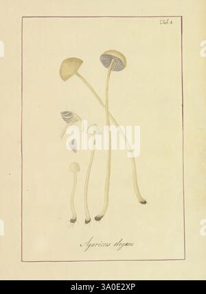 Icônes, fungorum, circa, Halifax, sponte, Nascentium, 1784-1792. Earlyworks, écologie, Angleterre, guides de terrain, champignons, Halifax, identification, nomenclature, œuvres picturales, terminologie, une illustration botanique détaillée présente une variété de champignons, identifiés comme *Agaricus elegans*. La composition présente plusieurs spécimens de différentes hauteurs, avec des tiges minces qui s'élèvent élégamment. Les chapeaux des champignons présentent de subtiles variations de forme et de coloration, affichant un mélange de tons sourds et de motifs complexes. L'illustration est complétée par un dessin au trait fin et une bordure délicate, enh Banque D'Images