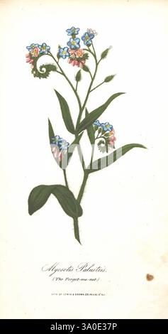 The Illustrated Botanany, New York, J.K. Wellman, 1846-1847, couleur, botanique, lithographies, œuvres picturales, illustration délicate d’une plante à fleurs, avec des grappes de petites fleurs bleues vibrantes accentuées de teintes rosées. Les feuilles sont fines et vertes, poussant le long des tiges élégantes. À la base de l'illustration, la plante est identifiée comme 'Myosotis palustris', communément appelée l'oublie-me-pas. Les détails soignés mettent en évidence les subtilités des pétales et du feuillage, mettant en valeur la beauté de cette espèce aquatique ou humide, souvent associée à des thèmes de Remembra Banque D'Images