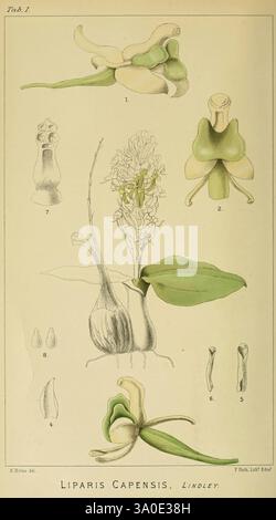 Icones Orchidearum Austro-Africanarum Extra-Tropicarum, London, W. Wesley, 1896-1913, Afrique du Sud, Orchidaceae, œuvres picturales, l'illustration présente diverses études détaillées de Liparis capensis, une espèce d'orchidée. La composition comprend plusieurs parties étiquetées soulignant les caractéristiques uniques de la plante, telles que ses fleurs distinctives et son anatomie. La représentation souligne les formes complexes et les formes trouvées dans cette espèce, présentant à la fois les structures florales et la morphologie globale de la plante. Chaque section est méticuleusement dessinée pour fournir une compréhension claire du Banque D'Images