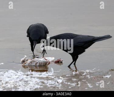 Février 2025 - Crows tuant et mangeant une mouette sur le réservoir de Cheddar dans le Somerset, Angleterre, Royaume-Uni. Banque D'Images