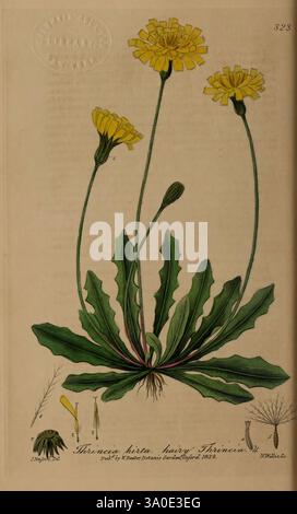 British, Phaenogame, Botany, Oxford, publié par l'auteur vendu par J.H. Parker, 1834-43, Floras, Flowers, Great Britain, plantes médicinales, plantes, cette illustration représente la plante à fleurs Taraxacum hirsutum, communément appelée pissenlit poilu. L'image montre plusieurs fleurs jaune vif au sommet de grandes tiges vertes, avec une rosette de feuilles dentelées en forme de lance à la base. Les feuilles sont texturées et affichent une riche couleur verte, accentuant leurs bords dentelés. Sous les têtes florales, des bourgeons sont présents, indiquant que la plante est en pleine floraison. Les racines et la partie inférieure partent Banque D'Images