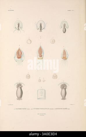 Zoologie Paris, A. Bertrand, 1841-52, animaux, zoologie, œuvres picturales, voyages autour du monde, l'illustration présente une variété de céphalopodes, mettant en valeur la diversité fascinante au sein de cette classe de mollusques. Au sommet, les structures anatomiques distinctes d'un céphalopode sont représentées, mettant en évidence ses caractéristiques uniques telles que les tentacules et les bras sensoriels. Ci-dessous, plusieurs espèces sont illustrées dans différentes orientations, présentant leurs formes et caractéristiques. Chaque spécimen est étiqueté, donnant un aperçu de leur classification scientifique. Cette représentation détaillée emphasi Banque D'Images